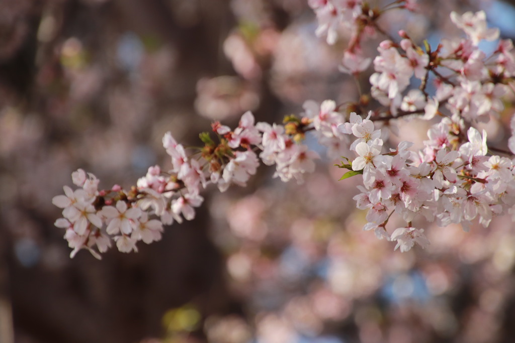 舞い散る花びらに。。。