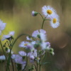 野の花と光り