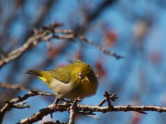 君の瞳にきゅん