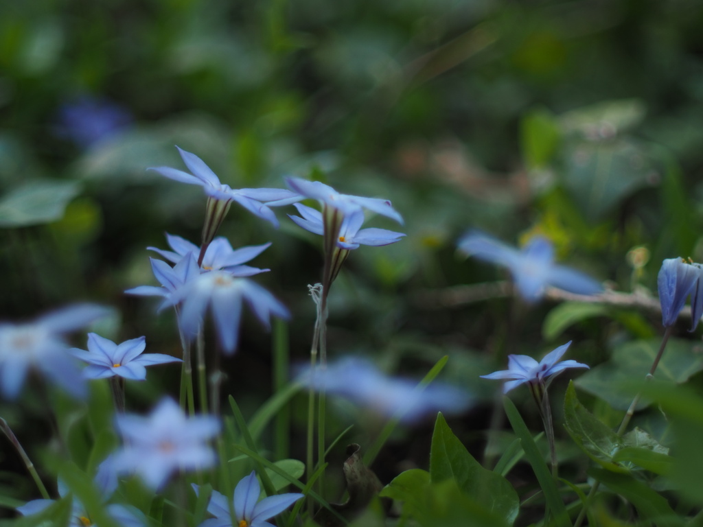 此処に咲く花