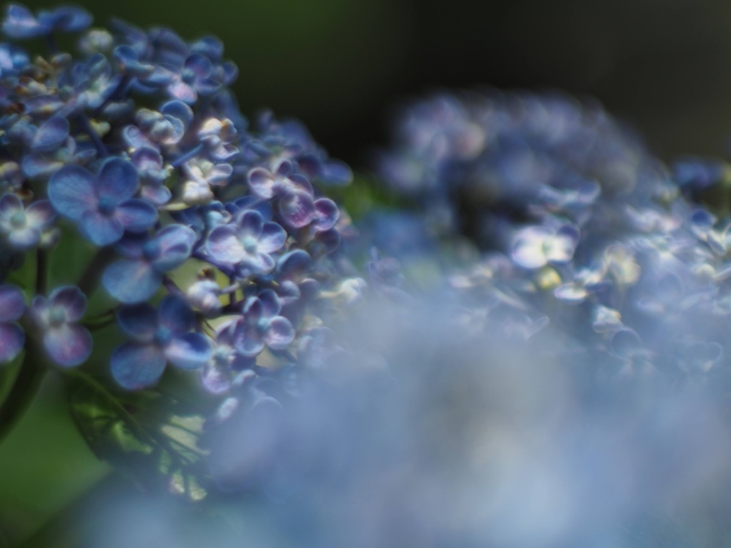 おたふく紫陽花の魅力