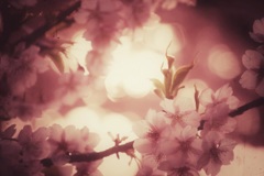 桜 memory ❻