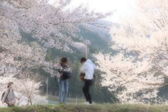 新しい季節 ー 桜咲く