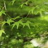 KYOTO ❺