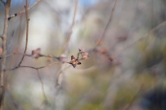 DSC04090　冬いろ①