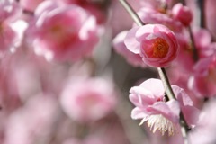 春は必ずやってくる