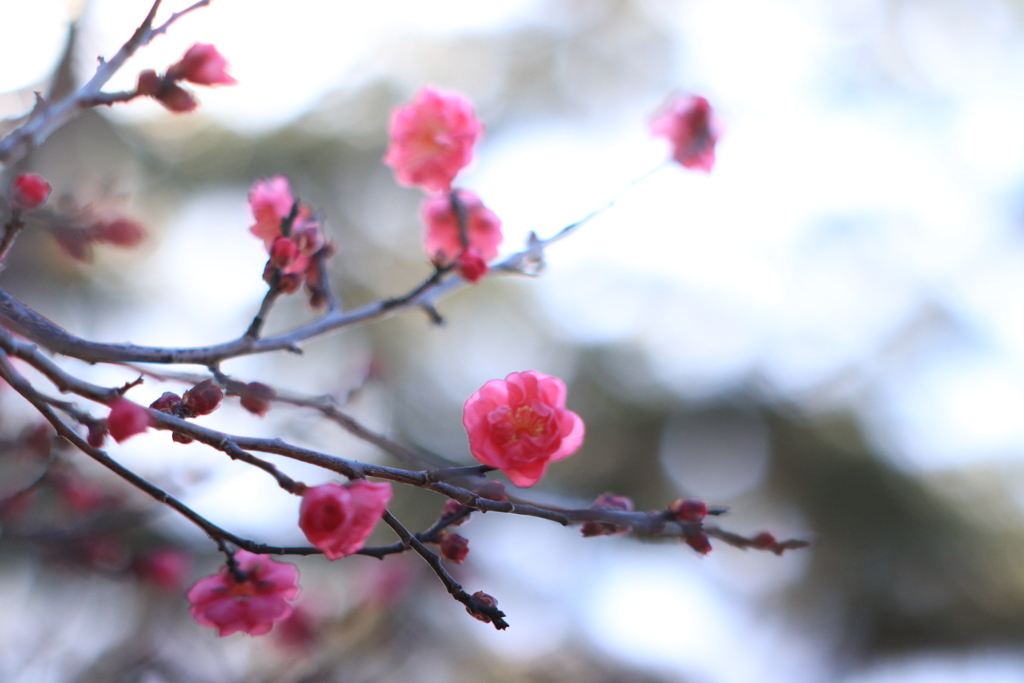 蕾 開く頃