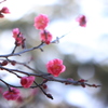 蕾 開く頃