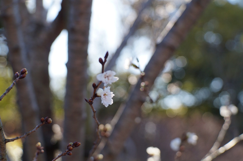 午後のひかり❸