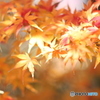 ラストの紅葉を