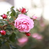 師走の薔薇　❶