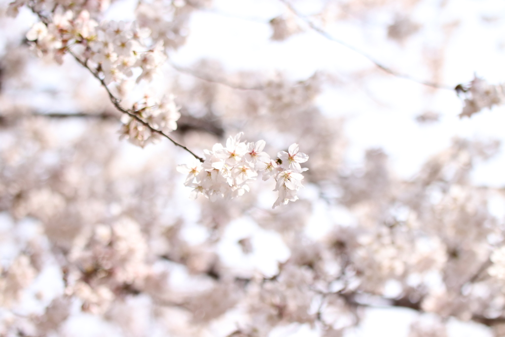 麗らかな弥生の空