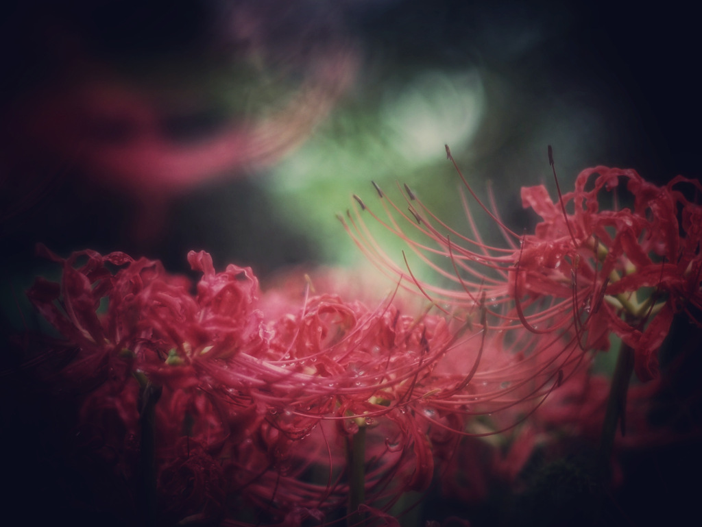 切ないほどの紅
