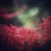 切ないほどの紅