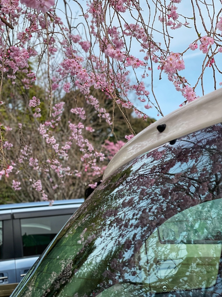 枝垂れ桜　満開