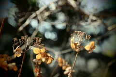 冬の紫陽花