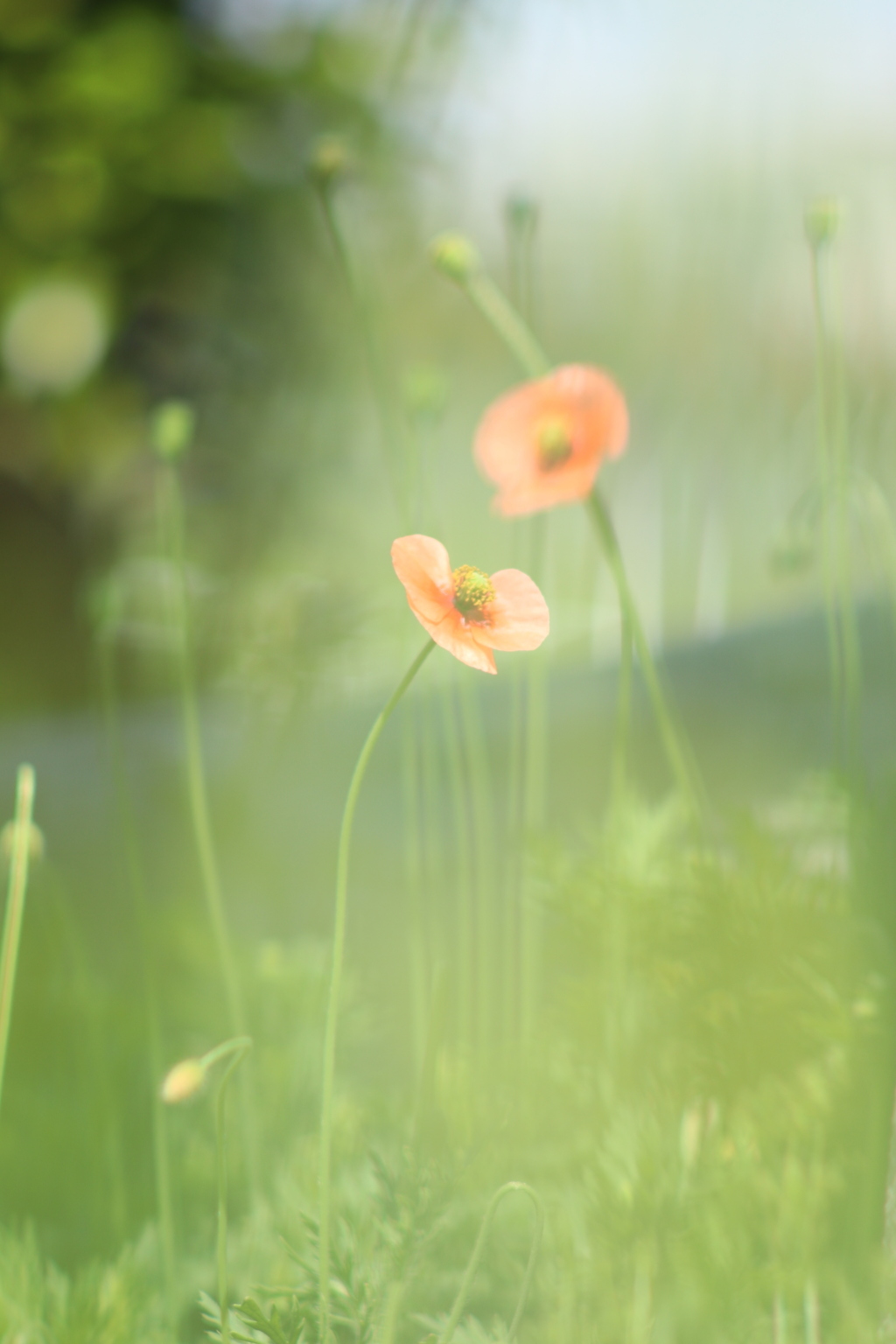 野の花 ❸  