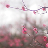 如月の風