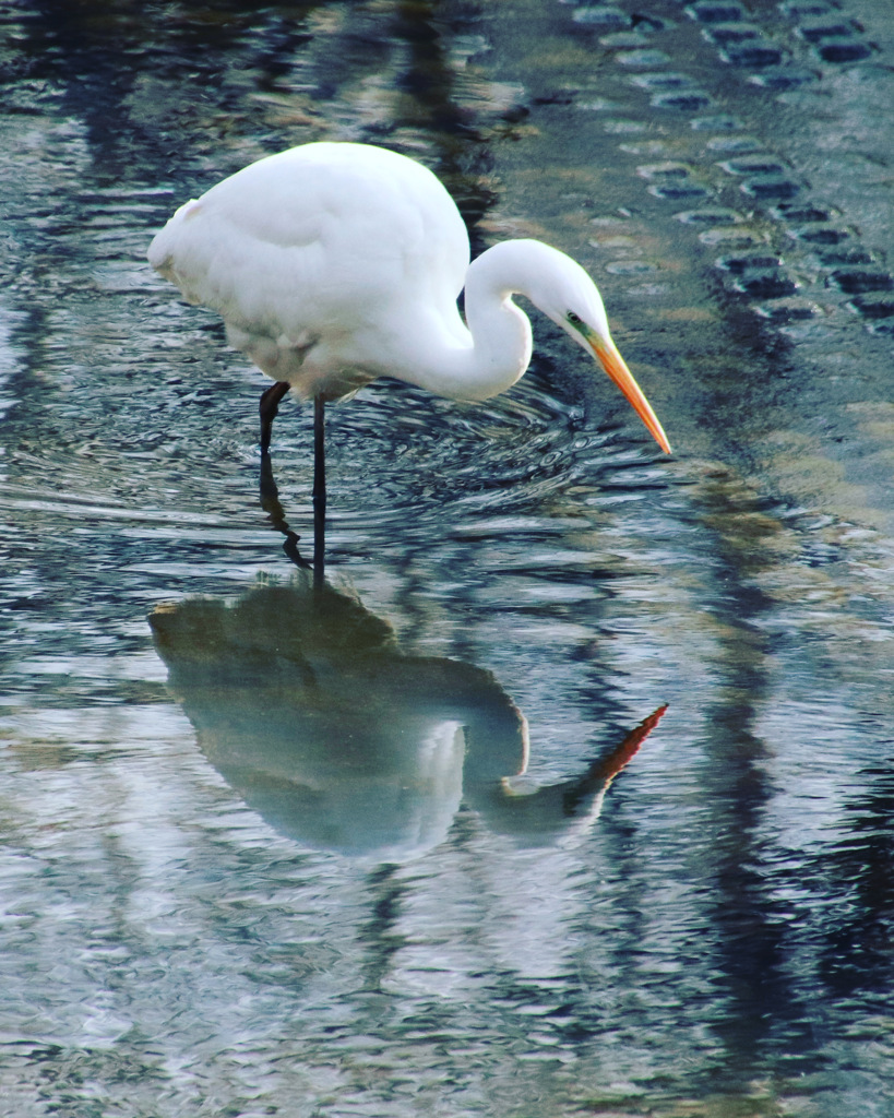 川面に映る君の姿