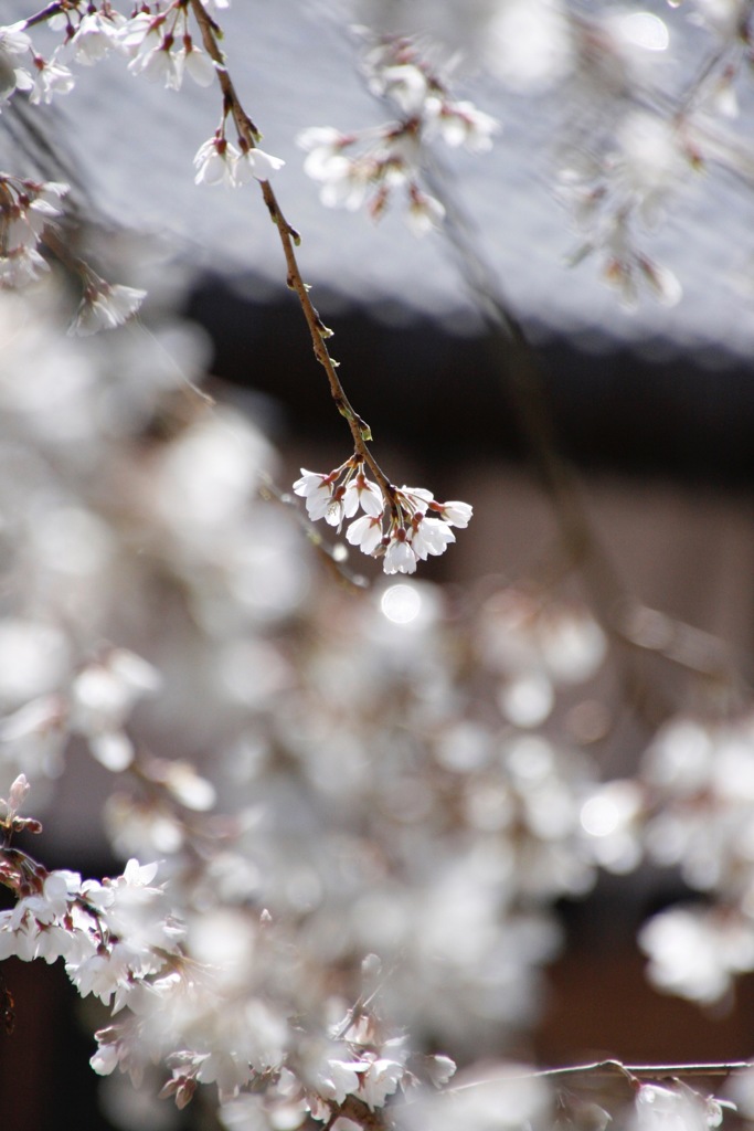 桜 memory ❺
