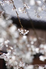 桜 memory ❺