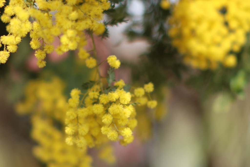 風が通りすぎてゆく