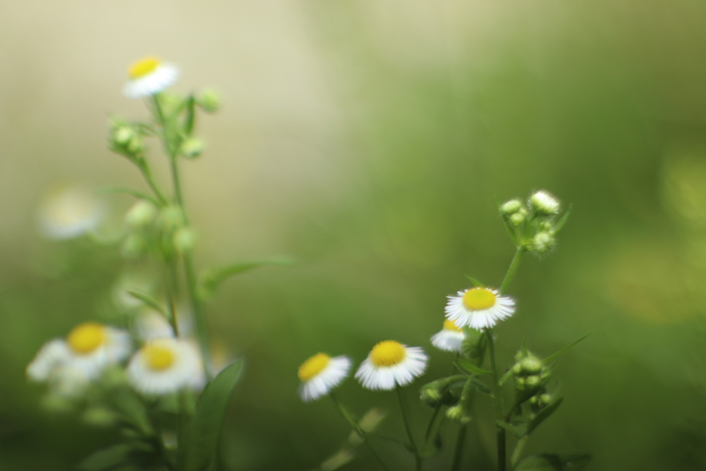 野の花