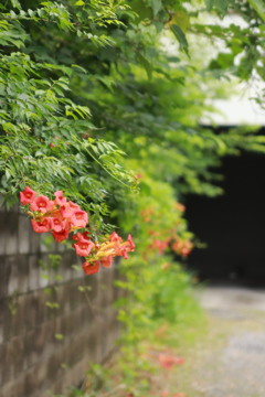 路地裏に咲く