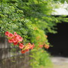 路地裏に咲く