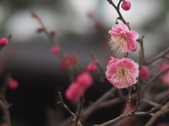 薫る季節に