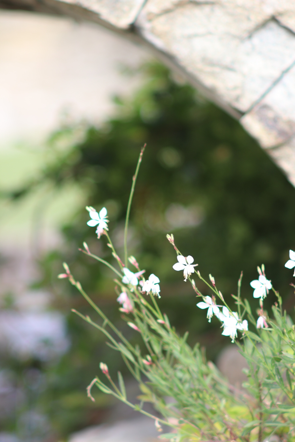 風と遊ぶ 〜秋いろ③〜