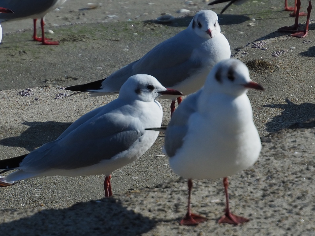 カモメびより