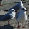 カモメびより