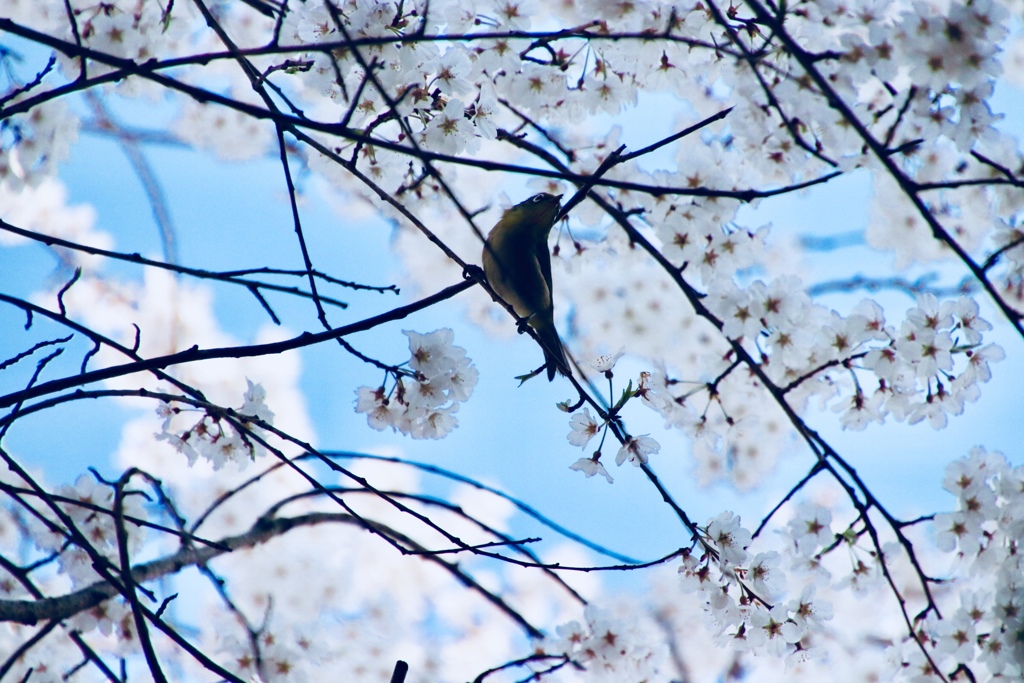 桜咲く
