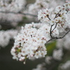 此処に咲く
