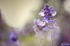 想い出は。。。