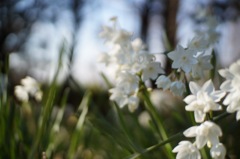 午後のひかり❹