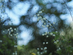 小さな花の命