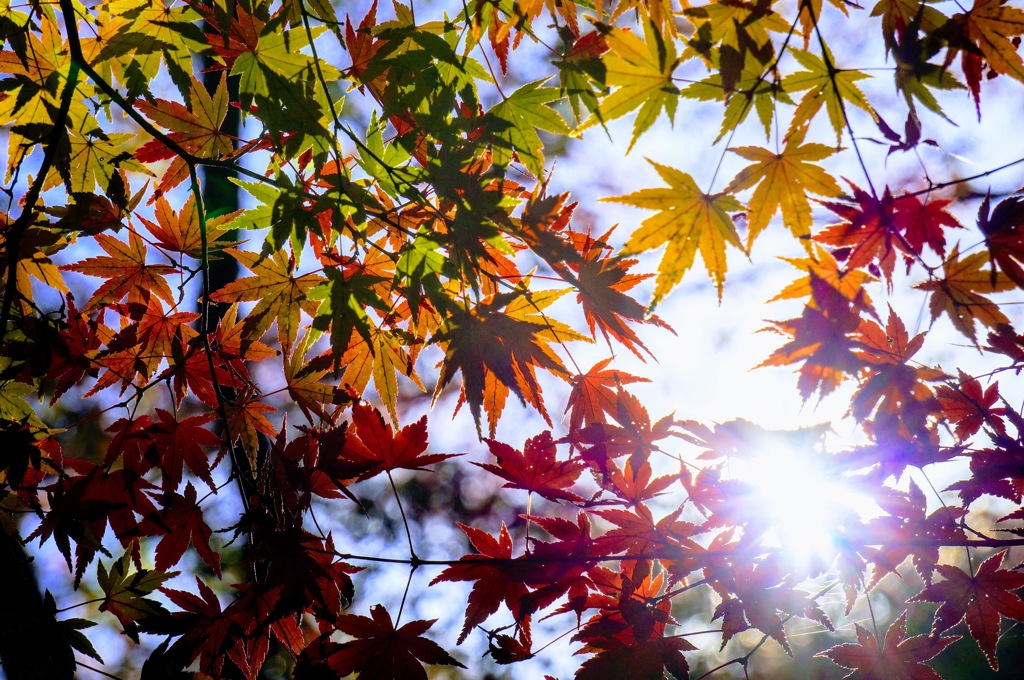 君と見た紅葉 2016