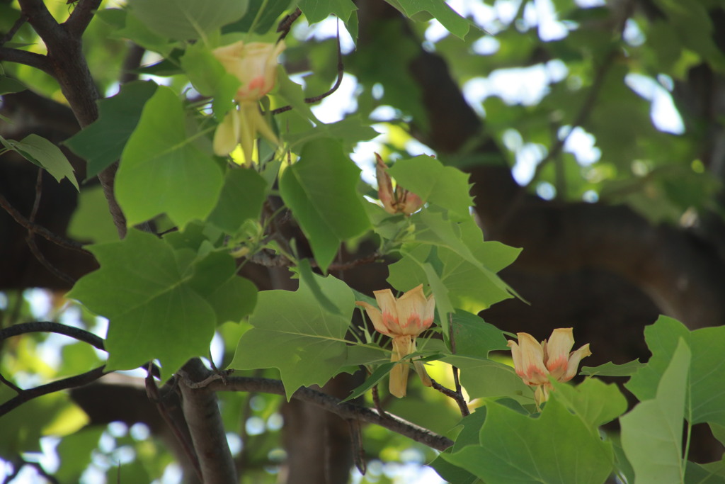 この花は　なあに？