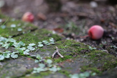 秋色　ここにも