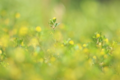 野の花 ❷