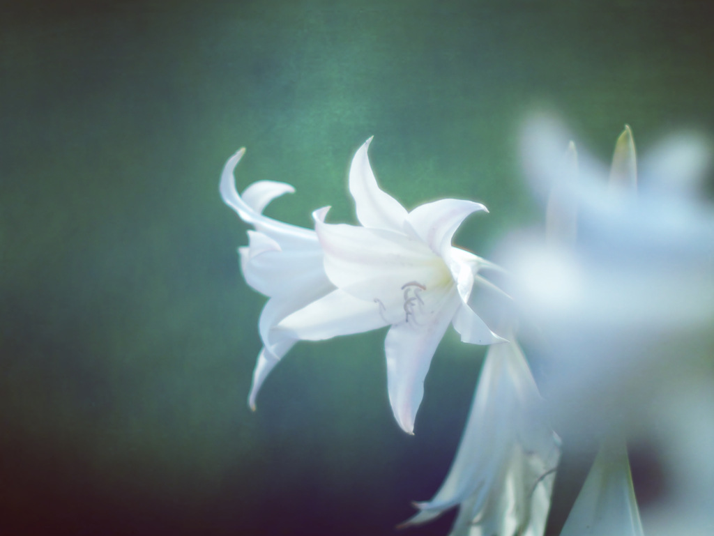 父が遺してくれた花
