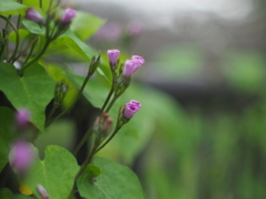 じっと咲く日を待つ