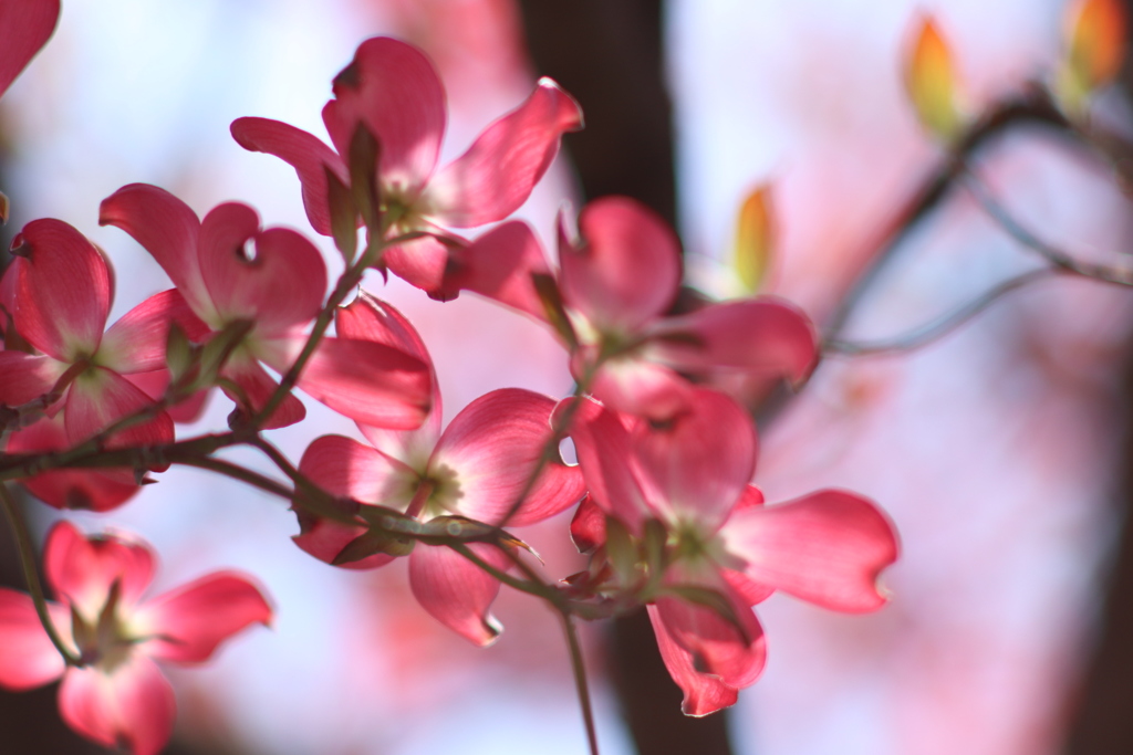薄紅色の可愛い君のね