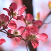 薄紅色の可愛い君のね