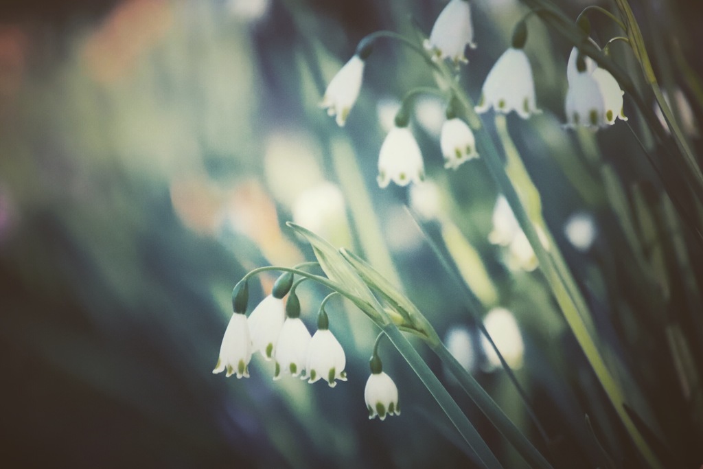 朝に逢える貴女へ