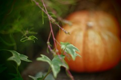 そっと過ぎゆく