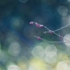 ガラス越しの母