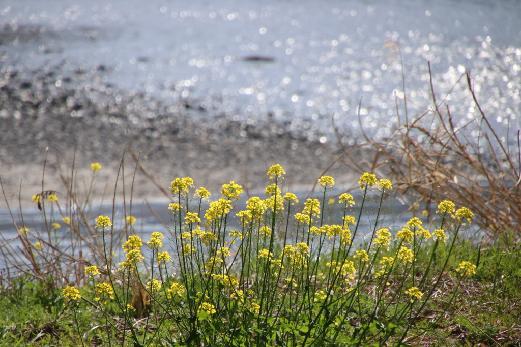 水際のキラキラ